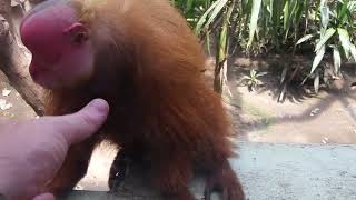 Bald Uakari Red Face Monkey [upl. by Dobb]