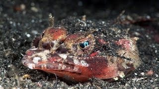 Mucky Secrets  Part 13  Benthic fishes stargazer flounder flathead  Lembeh Strait [upl. by Darryn672]