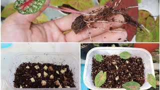 How to propagate caladium from tuber Bulbs [upl. by Alister]