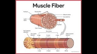 Muscular System Anatomy Review [upl. by Milka308]