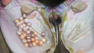 How Honora Freshwater Pearls Are Grown [upl. by Michaelina683]