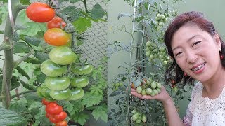 COMO PRODUZIR TOMATES EM APENAS 15 DIAS [upl. by Yzzo838]