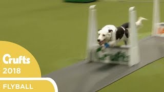 Flyball  YKC Final  Crufts 2018 [upl. by Anilegna303]