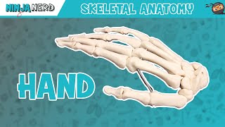 Hand Anatomy  Bones of the Hand [upl. by Neersin]