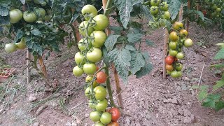 Forma correcta de podar una tomatera [upl. by Pelag]