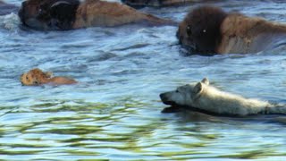 Determined Wolf Catches Young Calf  BBC Earth [upl. by Assiralk]