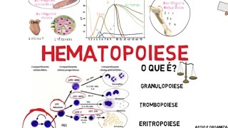 Hematopoiese [upl. by Nemzaj]