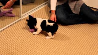 French Bulldog puppy first night at home [upl. by Roede]