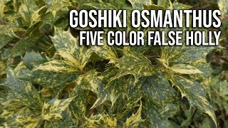 Goshiki Osmanthus in 2 Min  Five Color False Holly [upl. by Elsbeth]