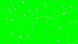 Falling Cherry Blossom Petals No1 HD Animation  green screen effect 桜の花吹雪 [upl. by Anna-Diane]