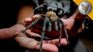 Giant Tarantula Shows Its Fangs [upl. by Doti288]