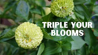 How to Get More Blooms from Your Zinnias [upl. by Erme]