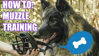 Muzzle Training  help your dog to feel comfortable in their muzzle [upl. by Helsa40]