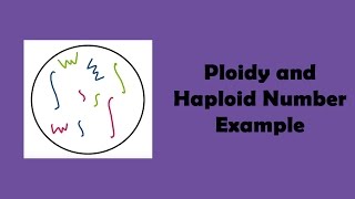 Ploidy and Haploid Number Example [upl. by Purcell]