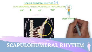 Scapulohumeral Rhythm Simple Animation I Shoulder Kinesiology [upl. by Ibbor]