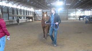 Vet Clinic Hind End Lameness [upl. by Morgun]