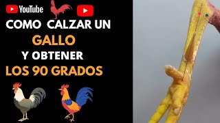 COMO CALZAR UN GALLO Y OBTENER LOS 90 GRADOS 😎💪🔥 [upl. by Yraht]