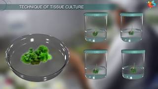 Tissue Culture [upl. by Anod]