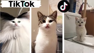 Cats being CATS  Try Not to Laugh  TIK TOK  Funny Cats Compilation TikTok [upl. by Ardys]