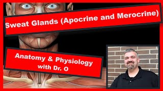 Apocrine and Merocrine Sweat Glands Anatomy and Physiology [upl. by Doe668]