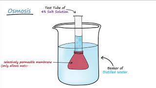 Diffusion amp Osmosis [upl. by Casta]