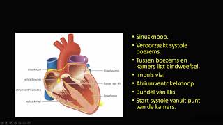 werking van het hart [upl. by Htederem65]