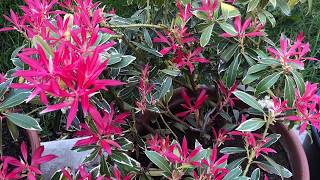 PIERIS JAPONICA spring care  FLAMING SILVER [upl. by Arreis611]