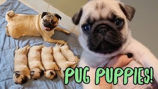 Pug Puppy Compilation [upl. by Nodnelg646]