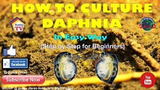 HOW TO CULTURE DAPHNIA In Easy Way [upl. by Liarret750]