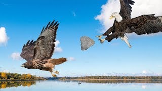 Most spectacular Eagle vs Hawk compilation  Hawk protects his family from Eagle hunting [upl. by Philip]