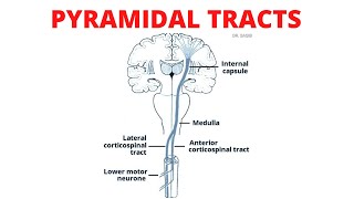 Pyramidal Tract  Lateral and Anterior Corticospinal Tracts [upl. by Enajharas570]