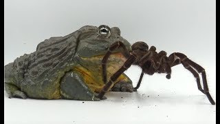 Giant African Bullfrog Devours Goliath Bird Eater Warning Live Feeding [upl. by Neila622]