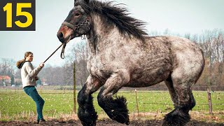 15 RARE And Beautiful Horse Breeds [upl. by Anafetse968]