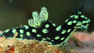 Facts The Nudibranch [upl. by Anabel]