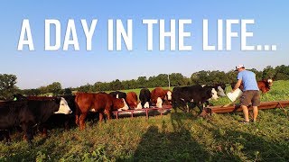 A Day In the Life of A Cattle Farmer [upl. by Akirderf]