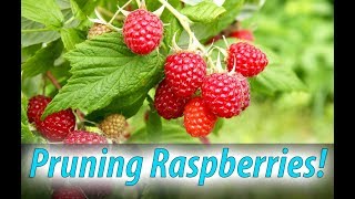 Pruning Raspberries  Why How When 2020 [upl. by Gosnell]