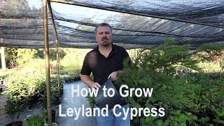 How to grow Leyland Cypress with a detailed description [upl. by Tiphanie]