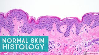 Normal Skin Histology  Explained by a Dermatopathologist [upl. by Radnaxela]