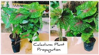 How To Propagate Caladium Plant  Caladium Propagation [upl. by Fregger768]