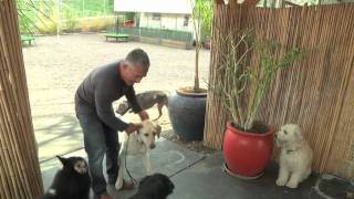 Cesar Millan Explains Aggression During Feeding [upl. by Shore787]