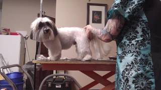 Grooming Demo Havanese AllOver Pet Trim [upl. by Allveta967]