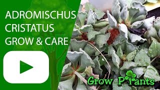 Adromischus cristatus  grow amp care Crinkle Leaf Plant [upl. by Erving]