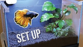 How I Set Up a Planted Betta Tank Detailed Version [upl. by Oirasor]