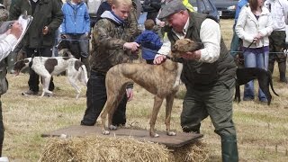 Lurcher Racing in Ireland [upl. by Felicle]