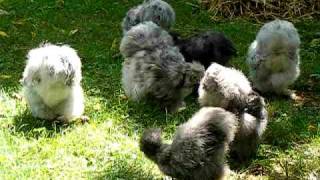 My Blue and Splash Silkie Chickens Landscape the Yard [upl. by Anahsek]