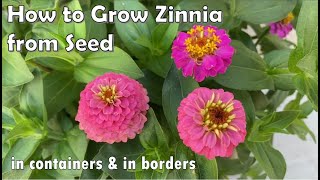 How to Grow Zinnia from Seed to Flower  in Borders and in Containers [upl. by Ernie512]