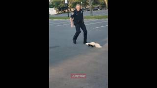 Skunk sprays police officer [upl. by Magnusson]