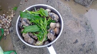 Coastal foraging with Craig Evans razor fish clams and wild greens [upl. by Romona]