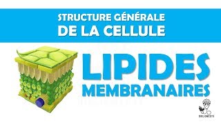 Structure Générale de la Cellule  les Lipides Membranaires [upl. by Doraj]