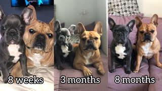 French Bulldog Growing Up From 8 Weeks to 8 Months [upl. by Obnukotalo979]